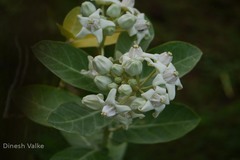 Calotropis gigantea